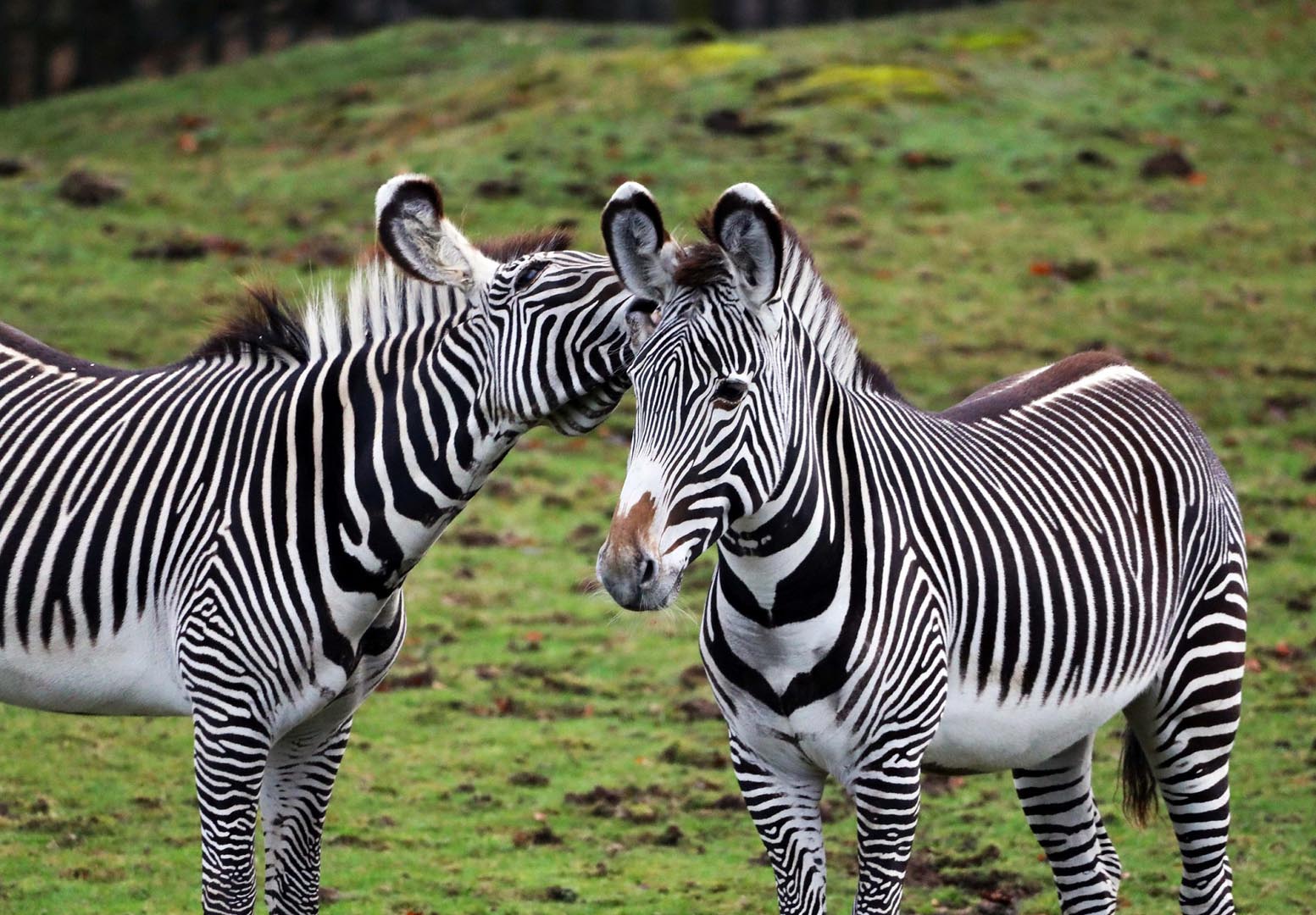 Pair of Grevy's zebra. One is sniffing the ear of the other. IMAGE: Amy Middleton 2023